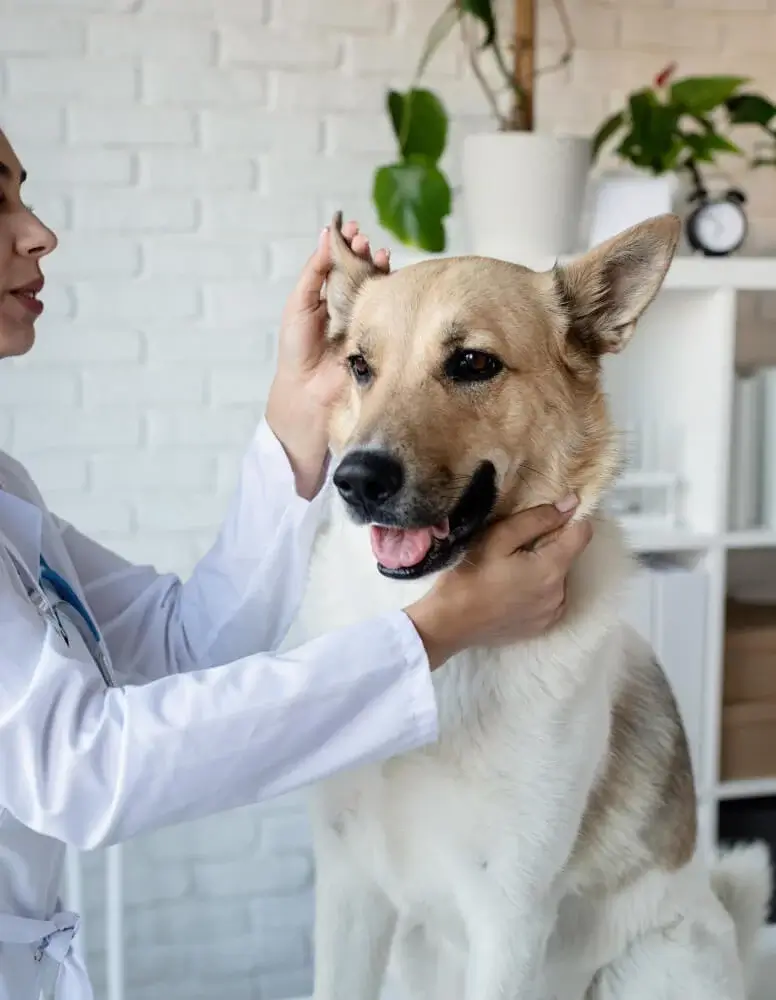 Immunerősítő kutyáknak_a legyengült szervezet megerősítéséért