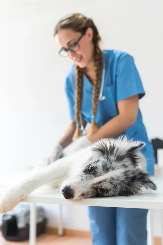 Ízületvédő kutyáknak az ízületi problémák megelőzéséért és kezeléséért