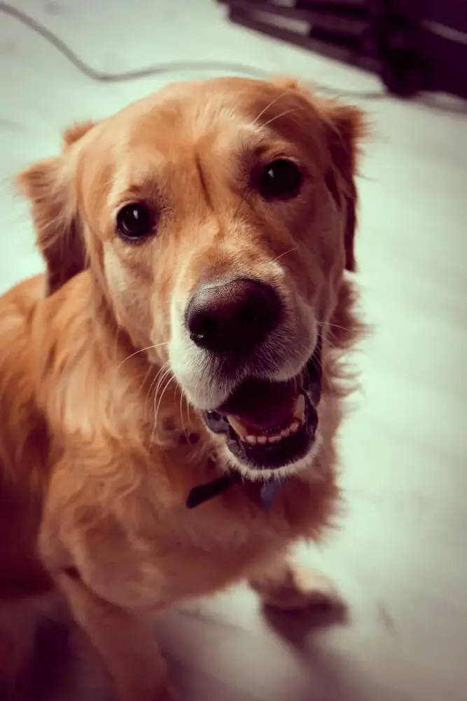 Mire jók a Pure Gold Pet kutya vitaminok?