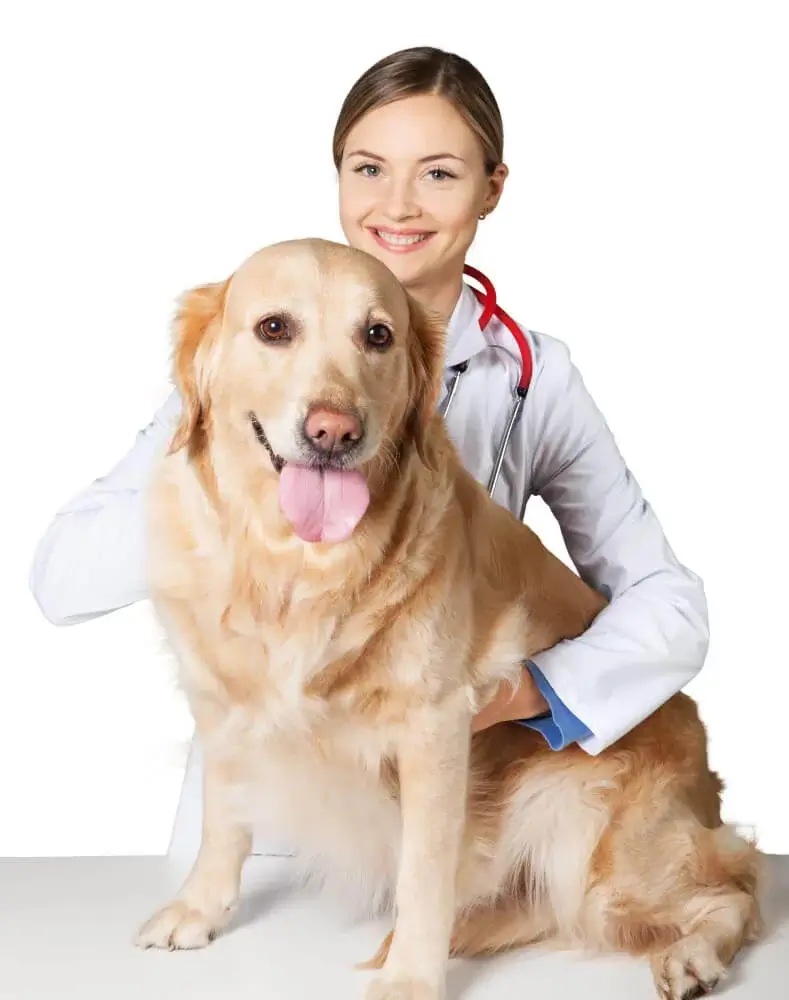 Pure Gold Pet_a kutyák erős immunrendszeréért
