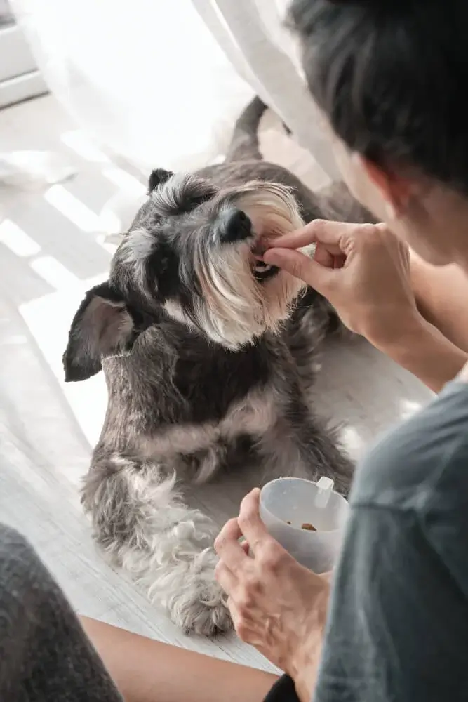 Vitaminok kutyáknak: a vitaminhiány kezelése